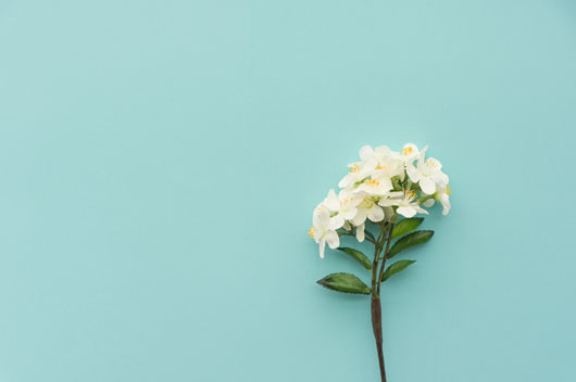 属羊的正月出生的人运势好不好