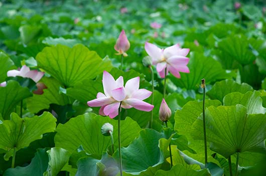 狮子座年7月运势详解