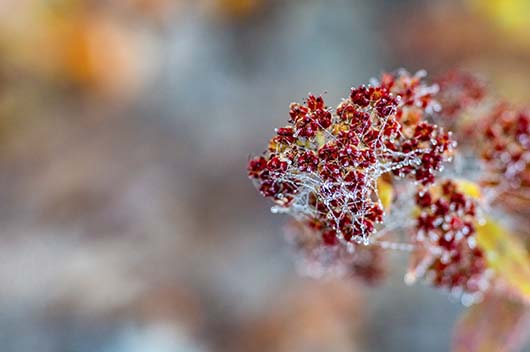 狮子座年12月运势详解