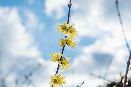 大旺日 12星座2月哪几天运势会超级旺