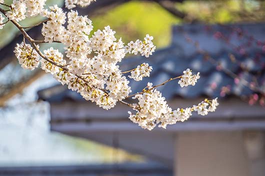 4月10日是什么星座