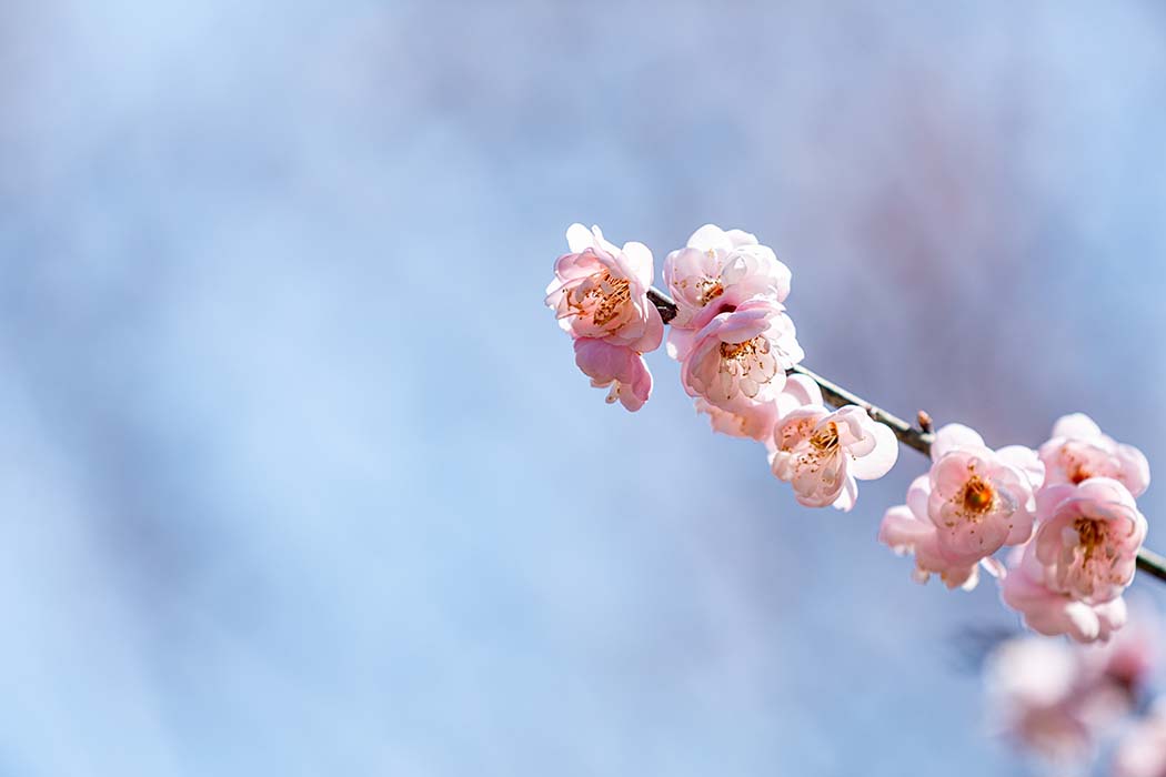 未来30天!这些星座的桃花太旺啦