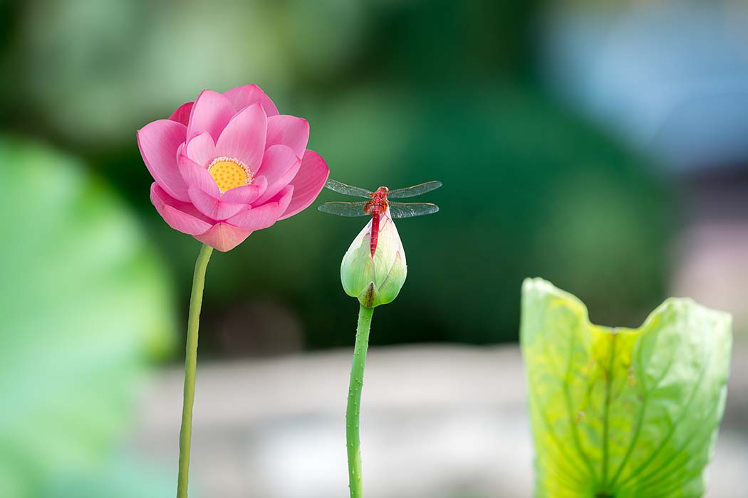 未来30天!这些星座的桃花太好啦