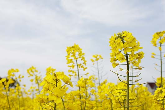 处暑节气的含义是什么