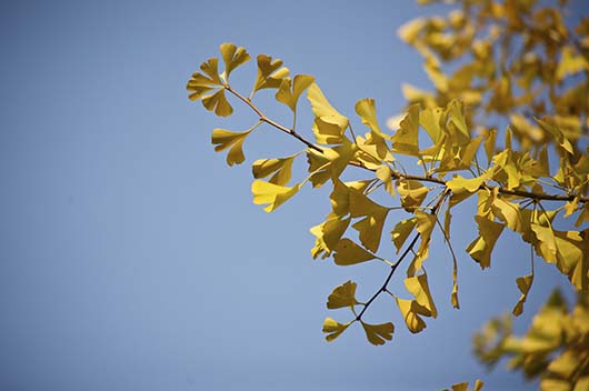 重阳节的来历和传说故事