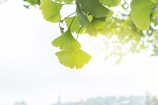 重阳节是什么节日