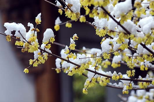 小雪的传统风俗有哪些