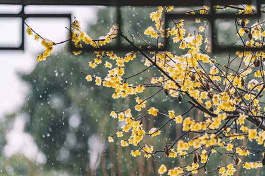 小雪的节气含义是什么