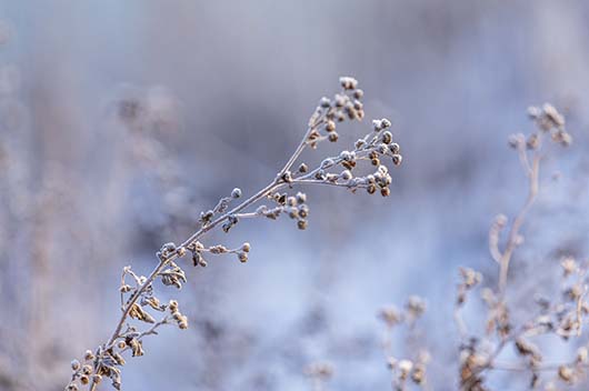 小雪节气是哪一天